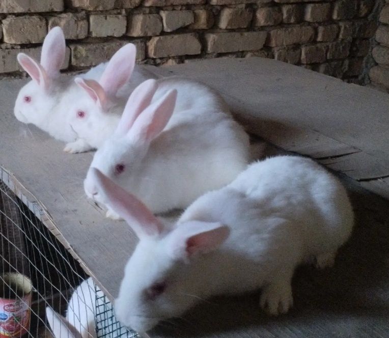 Кролики породы великан