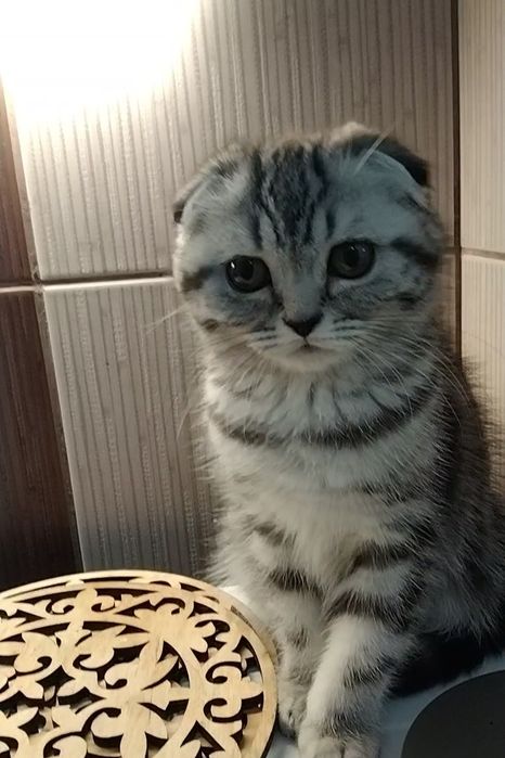 Шикарная Шотландская девочка - фолдик