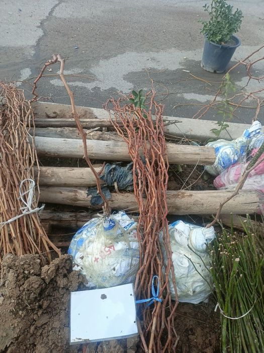 Nihol kesish,qurish,qirqish