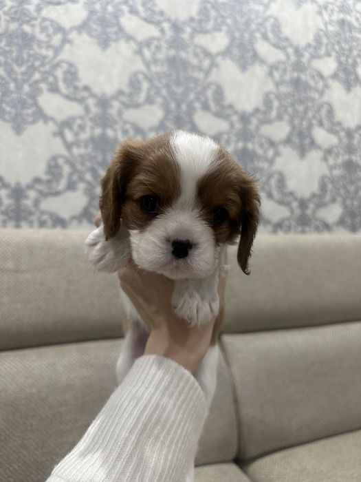 Щенки кавалер кинг чарльз спаниеля