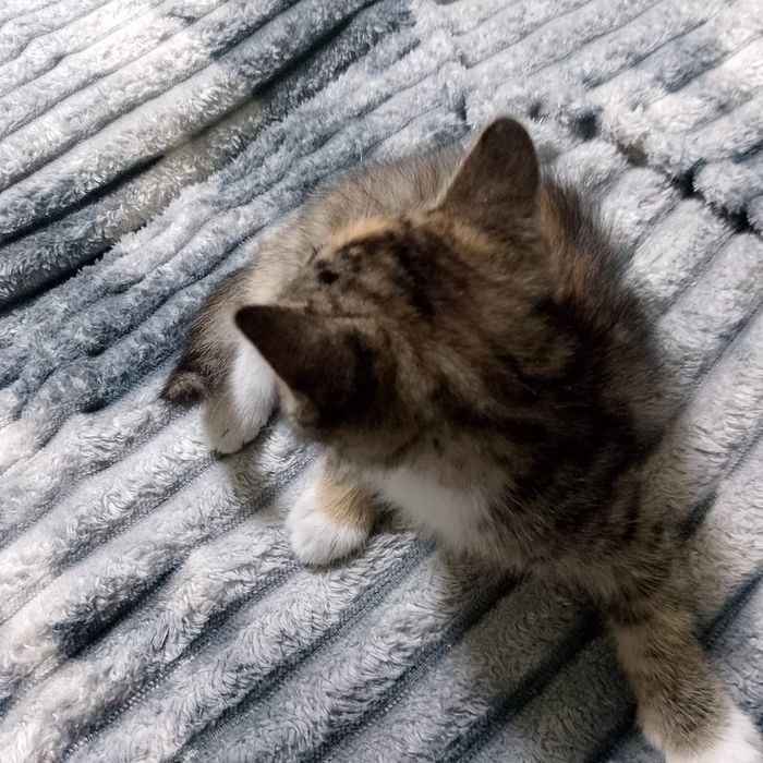 Отдам котят от мышеловки