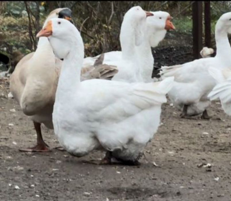Холмогоры гоз жужасига заказ оламиз