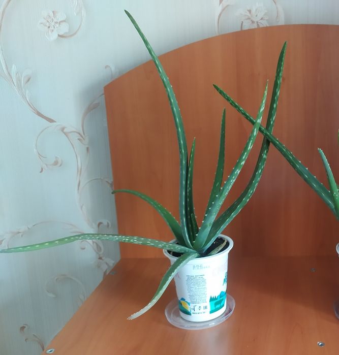 Алоэ вера продам