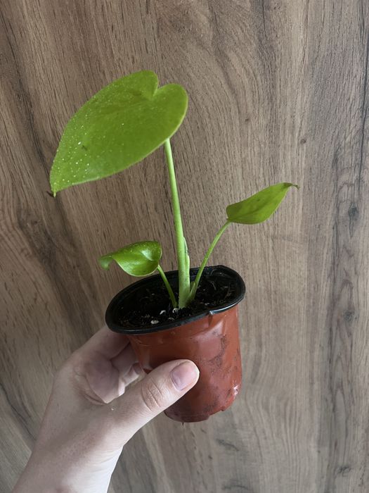 Монстера Limon Lime