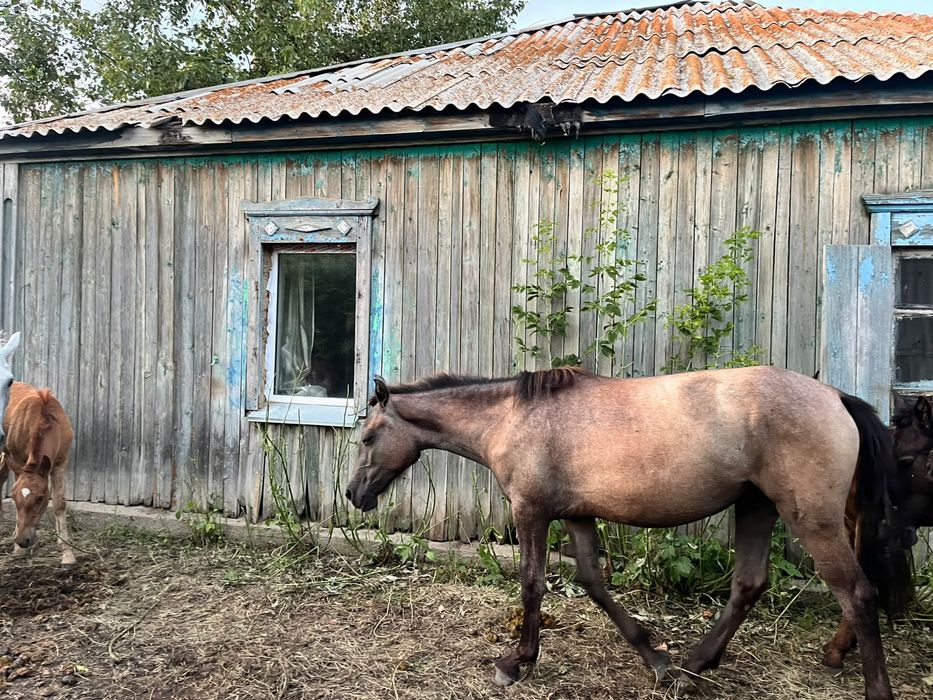 Продается кобыла с жеребенкам