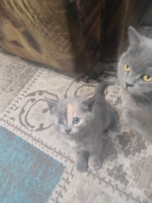 Милые котята даром