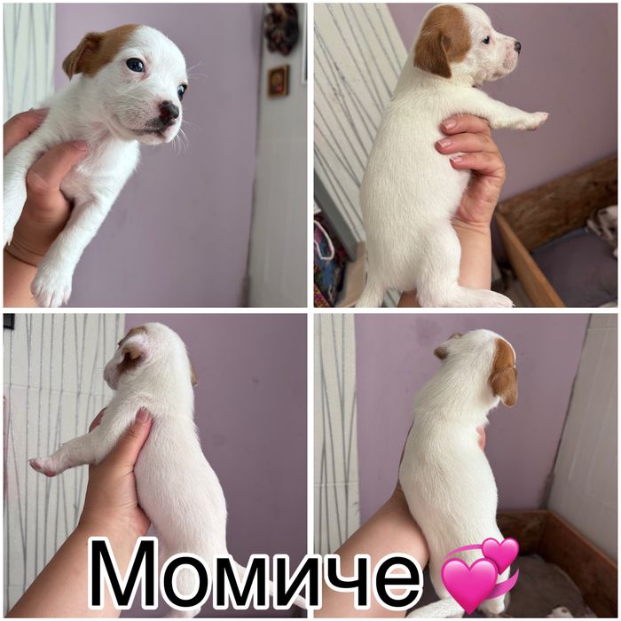 Джак ръсел териер