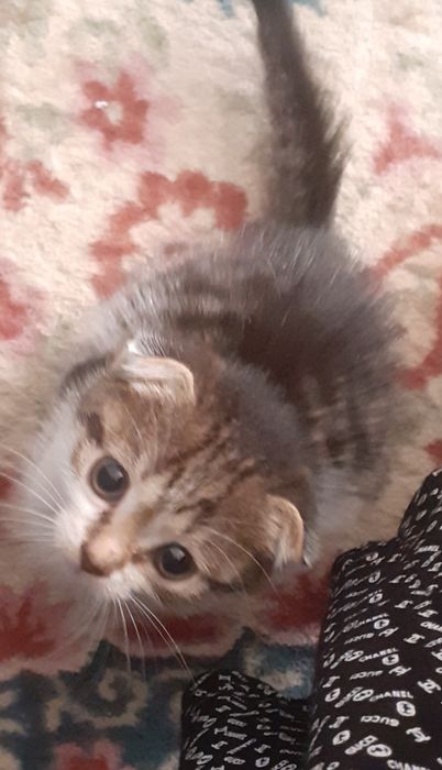 Продам котёнка шотландский вислоухий.