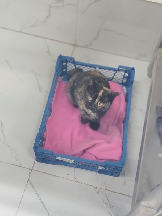 Кошечка в хорошие руки