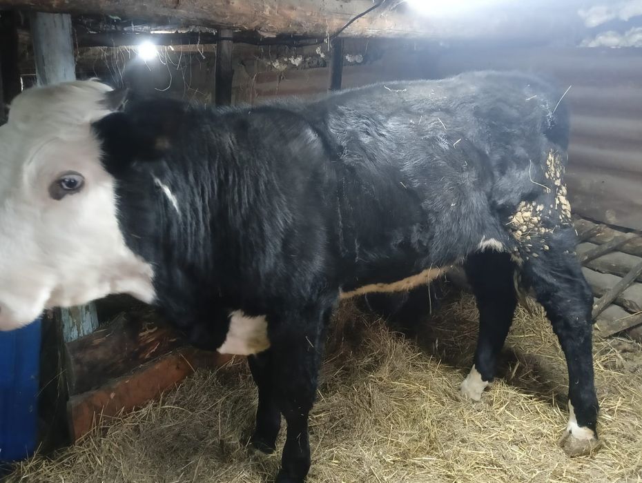 Бык Февральский на откорме 1 семец