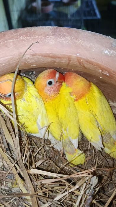 Tineret agapornis și nimfe