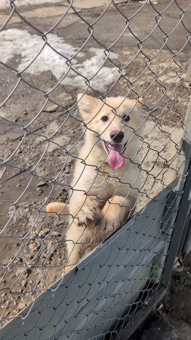 Очаровательный пёсик ищет дом