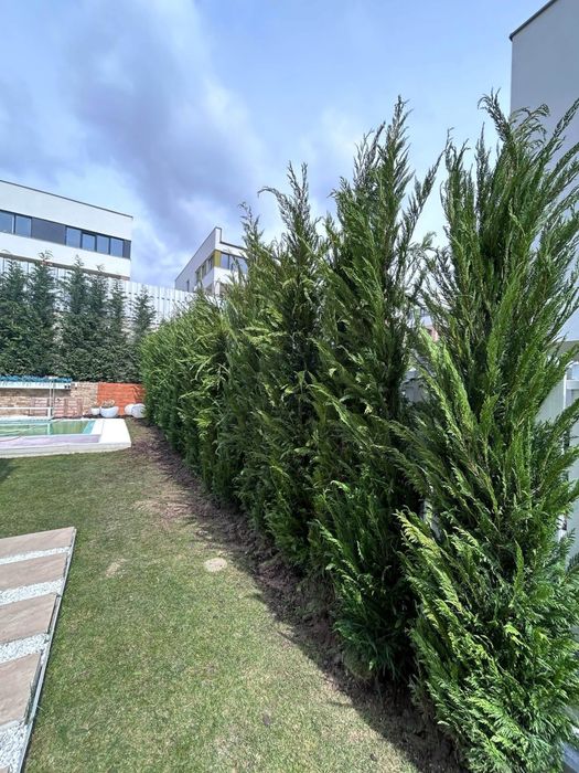 ‼️Plante ornamentale‼️