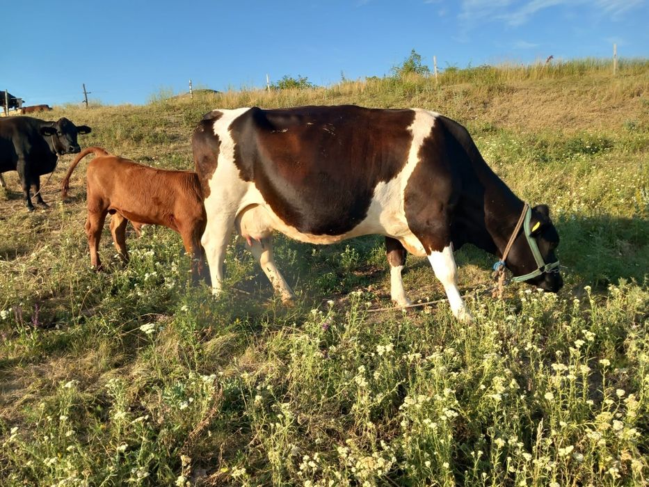De vânzare vacă bună cu vițel
