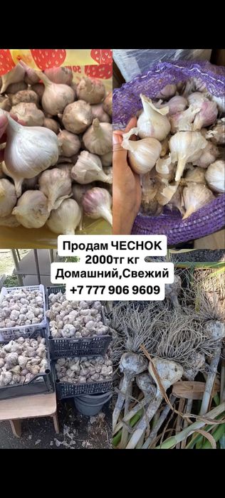 Чеснок домашний, крупный