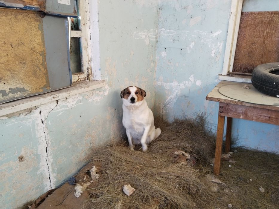 Ищем дом для собак