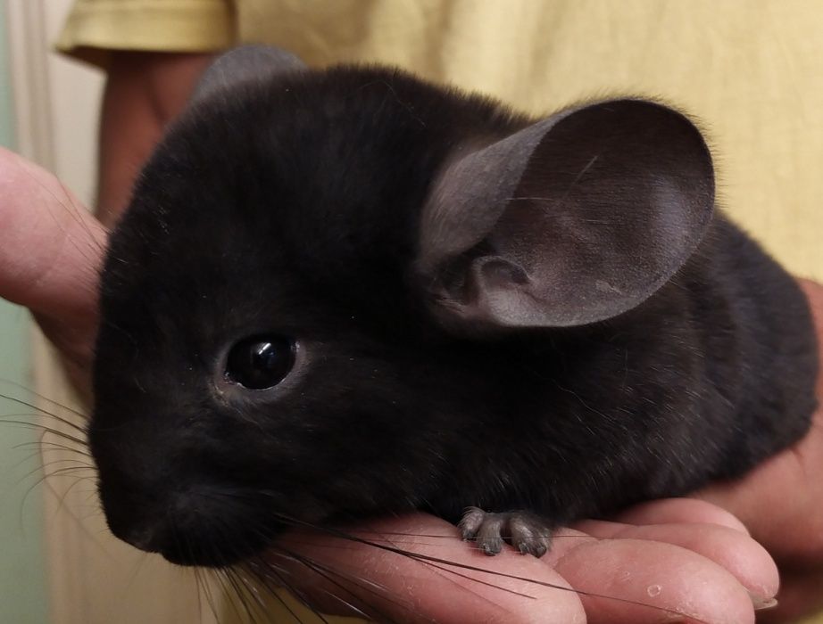 Шиншилла в Ташкенте