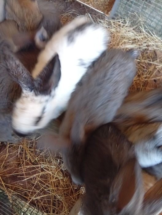 Породистые кролики Великаны