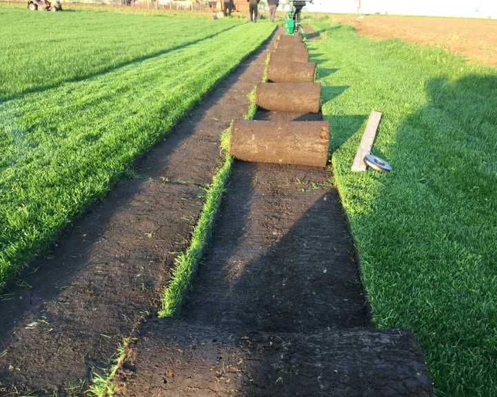 Gazon Rulou Natural – Soluția pentru o Grădină Perfectă