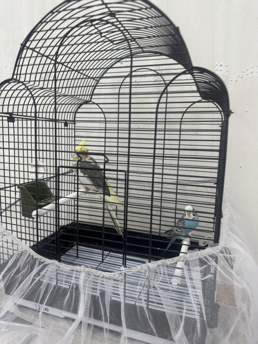 Срочно продаются попугаи