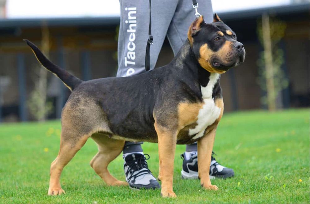 American Bully XL