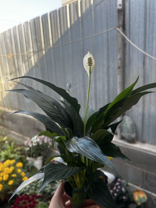 Комнатные цветы.