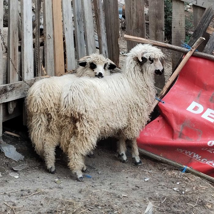 Oiță și berbecuț  de vanzare