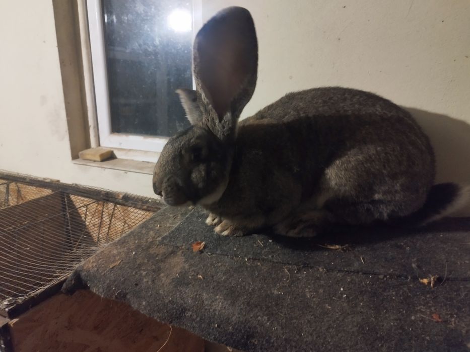 Uriaș German Disponibili doar înpreună!