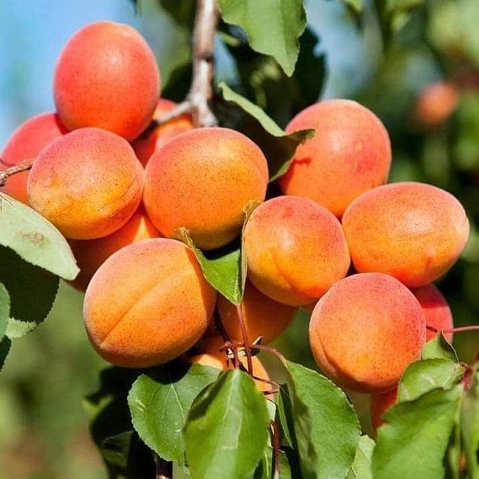 Vând Pomii Fructiferi Altoiți Clasici și Columnari Certificați