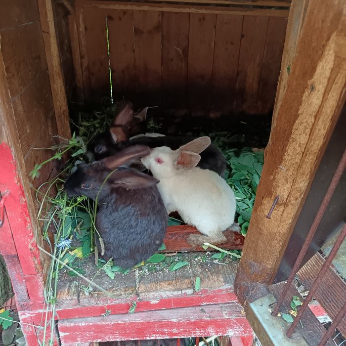 Iepuri de casa rexs