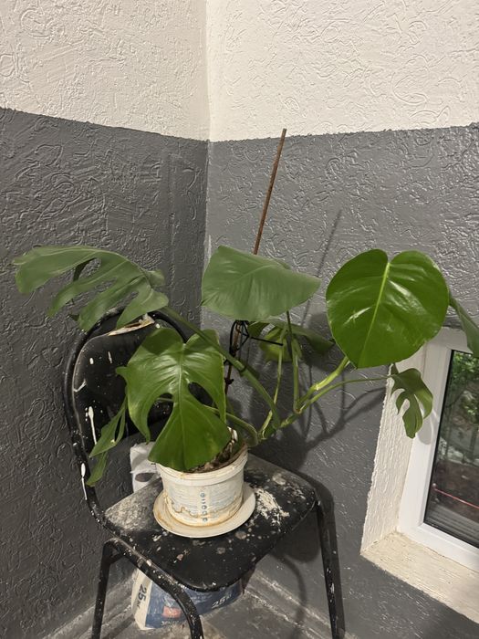 Продам комнатный цветок Монстера