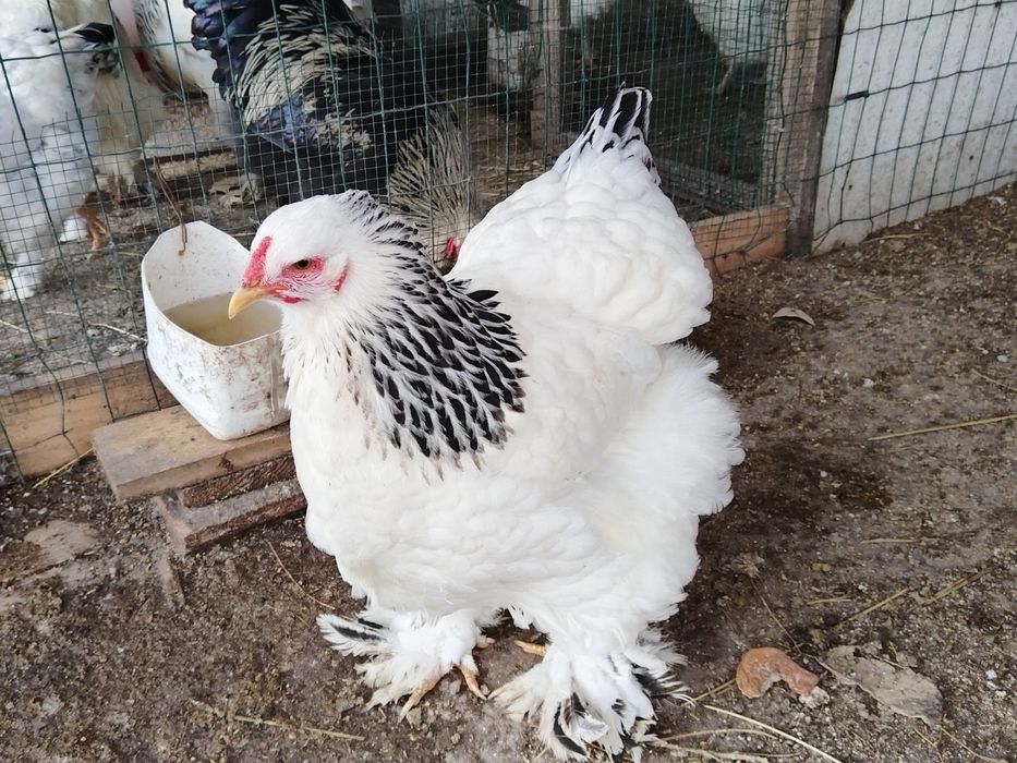 Gaina Brahma HD pitic