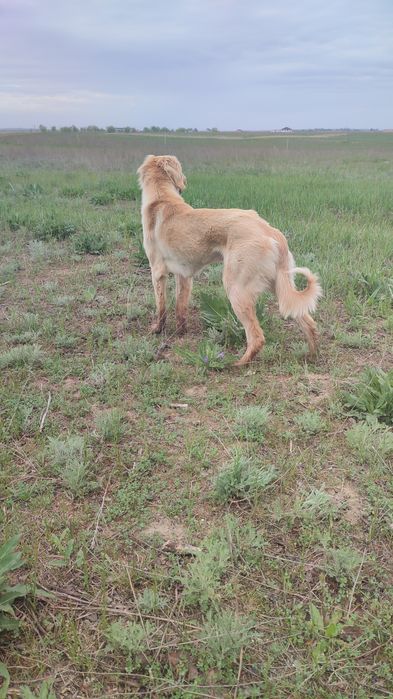 Тазы еркек быр жасар