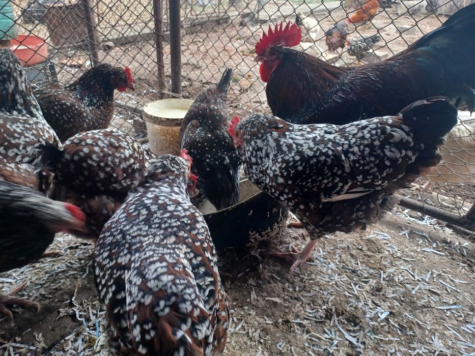 Ouă de sussex porțelan