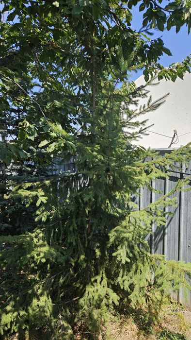 Продам Ель, высота 2.5 метра