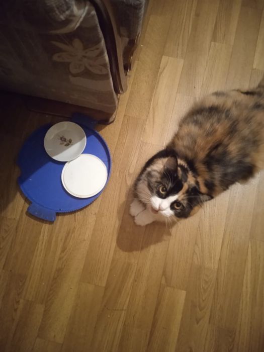 Домашние кошечки