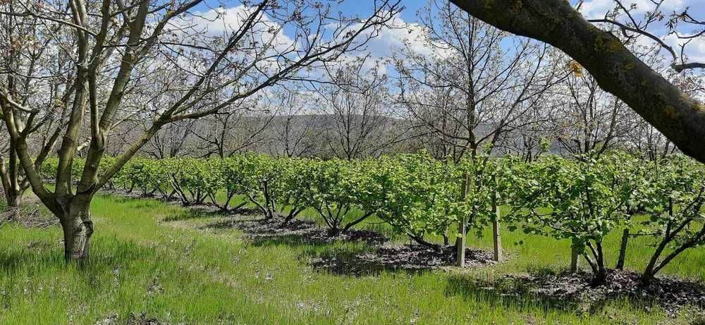 Разсад за лешници