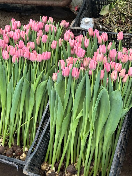 Тюльпаны оптом Алматы