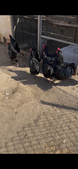 Черный австралорп