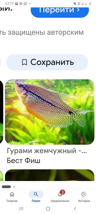 Гурами жемчуженые подростки