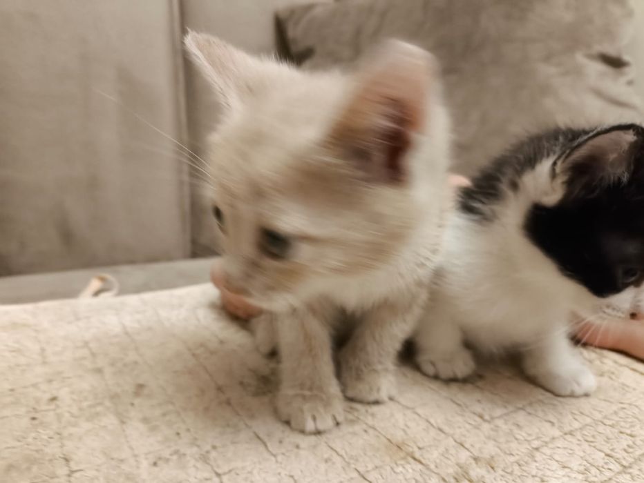 Кошечки бесплатно