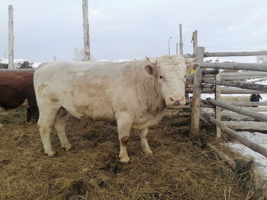 Бык 5лет срочно продам