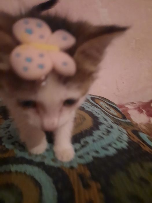 Котенок девочка 2 месяца.