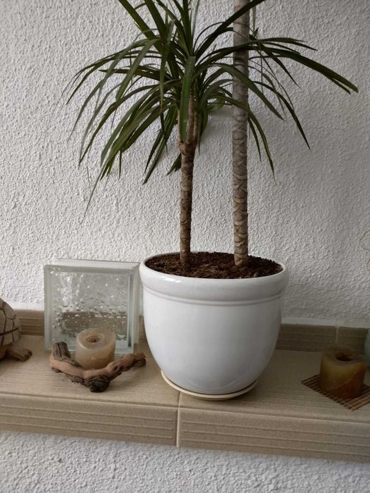 2 бр. Драцени с 3 разклонения всяка ( висока около 1 м )