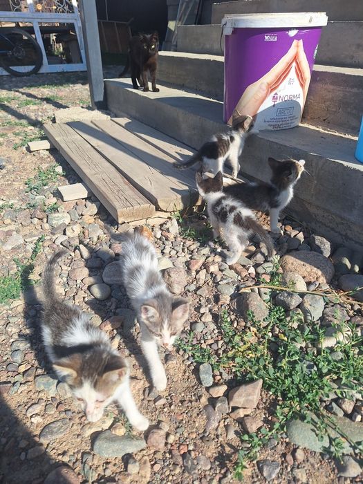 Котята отдам даром