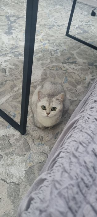 Erkak mushuk kerak nasl olish uchun