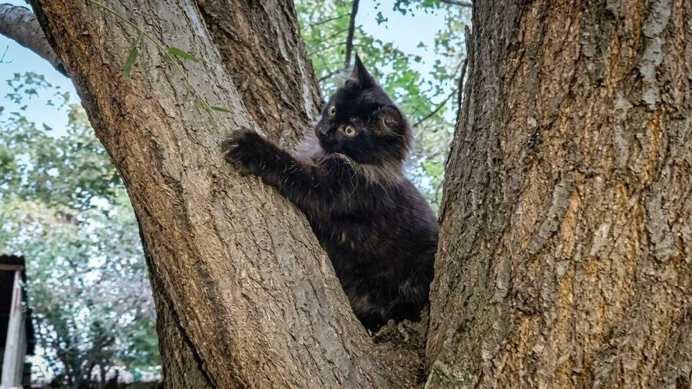 Продаётся котёнок, мальчик, похож на сибиряка