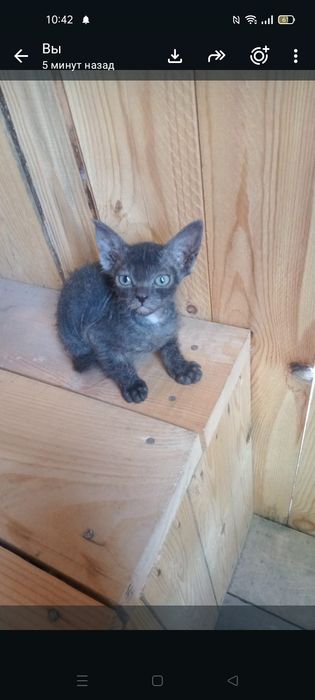 Продам котенка 2 месяца,сфинкс