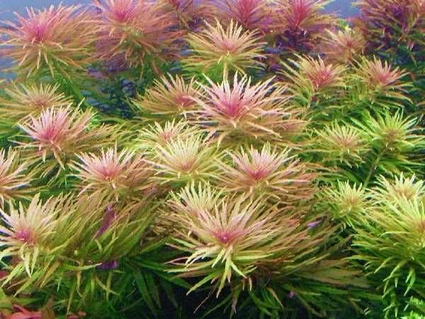 Коряга ва аквариум усимликлари