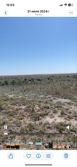 Ешкі сатылады тірідей және сойып та